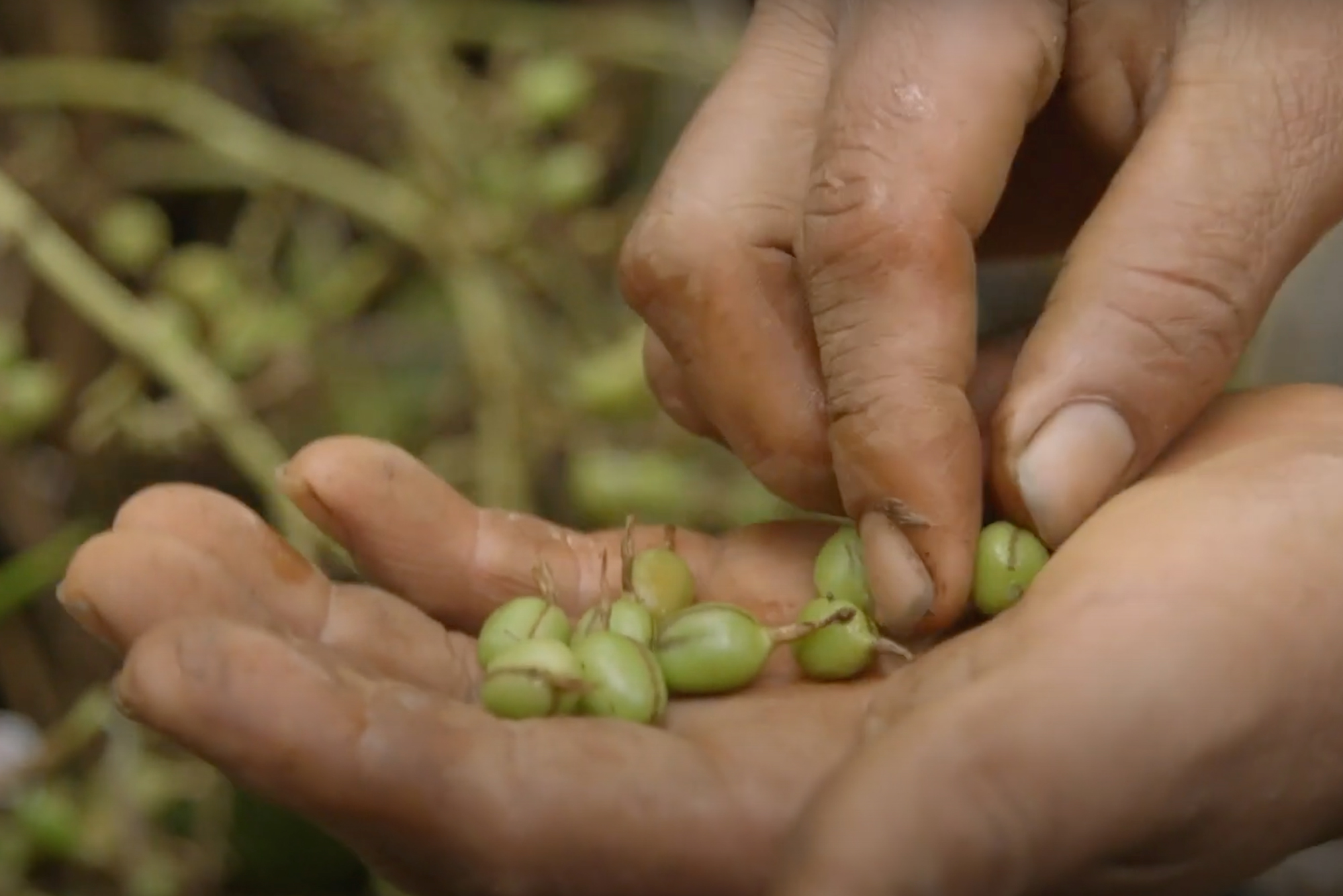 Filozofia doTerra